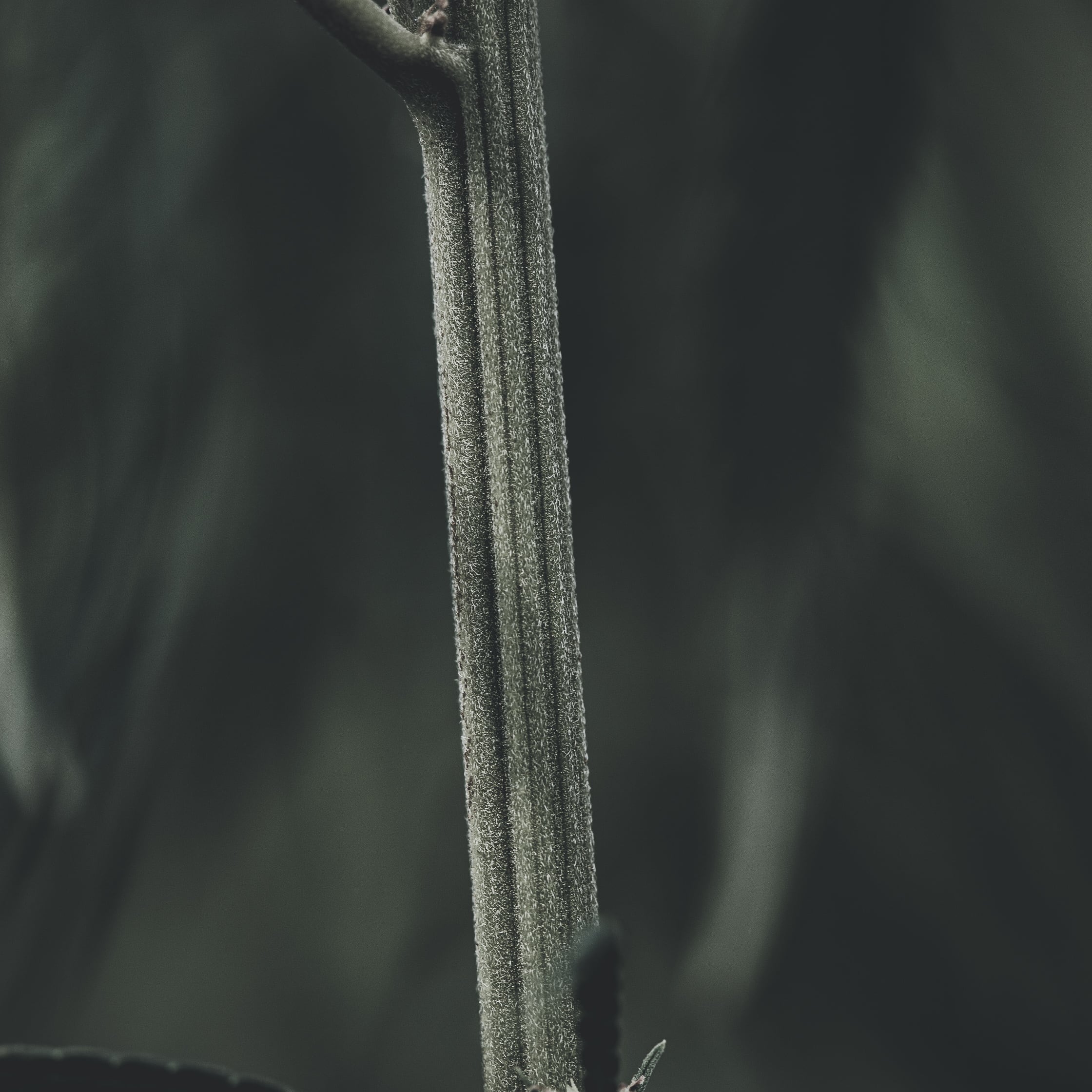   Copyright Opera Campi