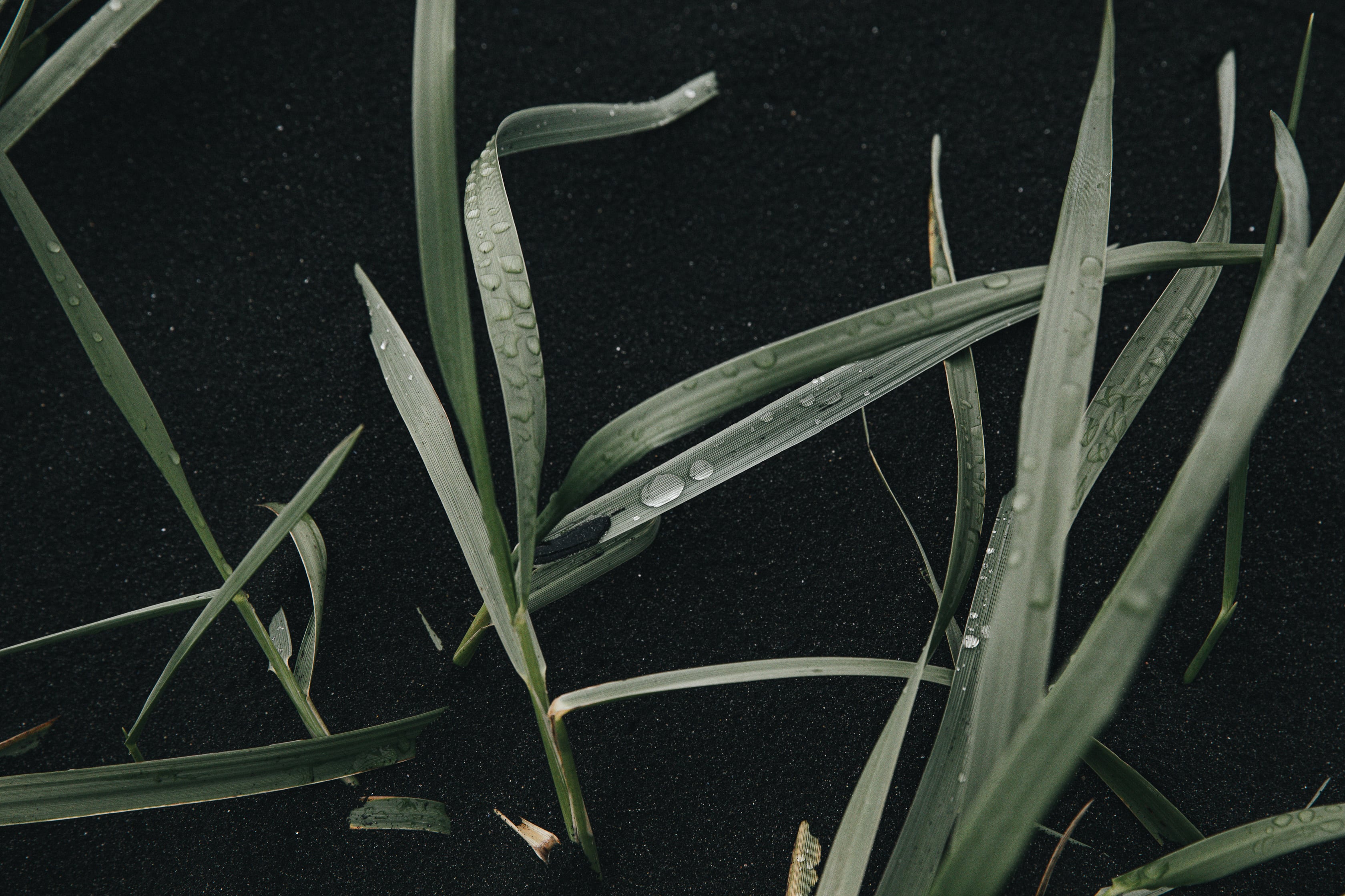  Islanda Copyright Opera Campi