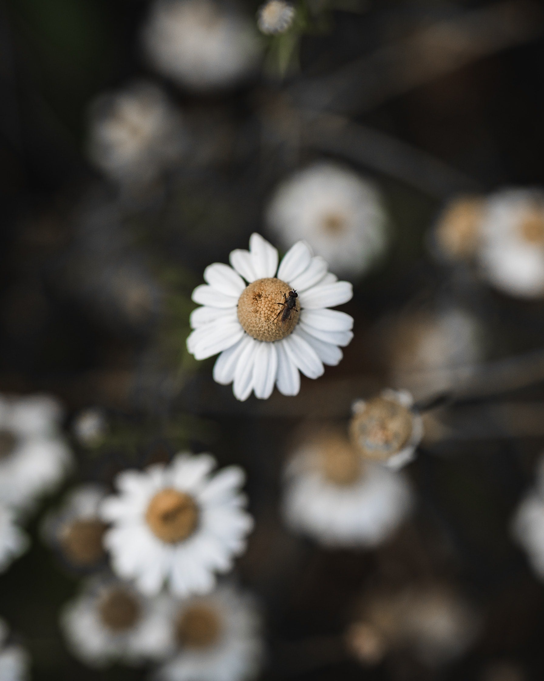  Parma Copyright Opera Campi