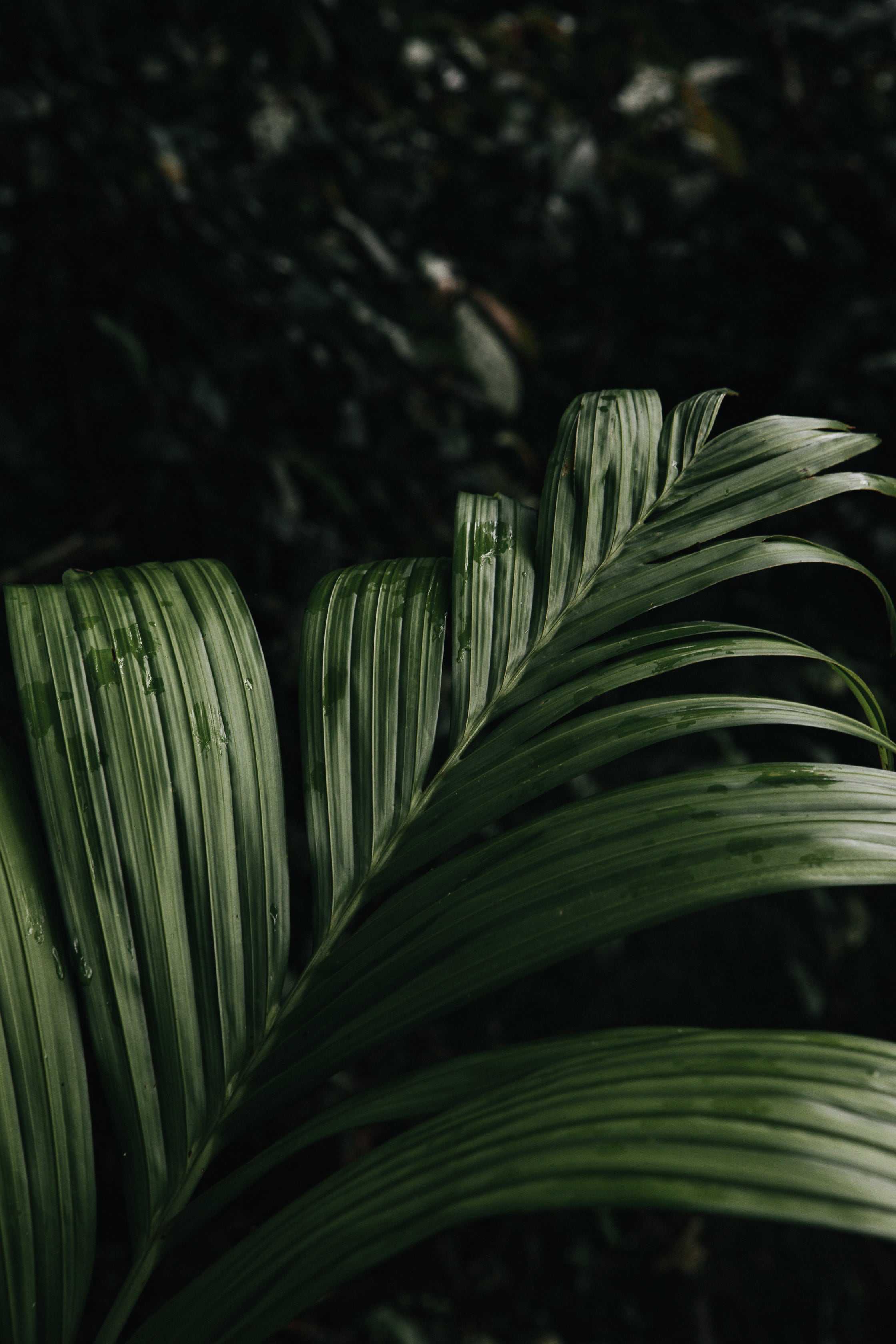  Bali Copyright Opera Campi