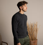 PINO BURRO LANAPA P1