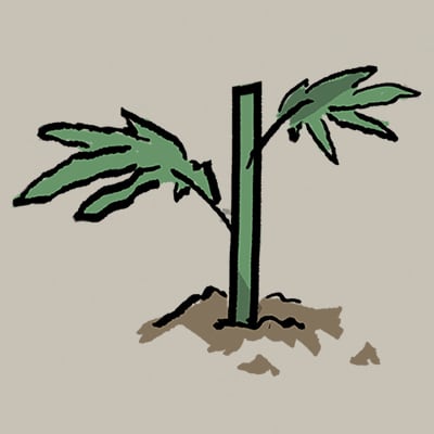 Plant hemp index quality